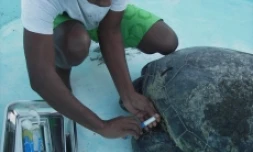 Tortue verte recueillie par Kelonia (Photo: Kelonia-centre de soins)