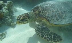 Exposition Mada-Nova à l'observatoire des tortues marines (Photo : Kelonia)