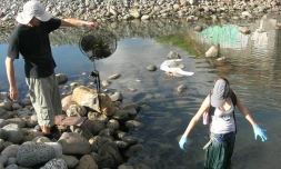 Opération nettoyage à la plage de galets de la Possession (Photo D.R)