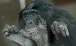 Les bonobos sont l'un des plus proches cousins de l'homme avec les chimpanzés