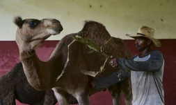 Un soigneur nourrit un dromadaire au Zoo national de La Havane, le 15 septembre 2026 à Cuba