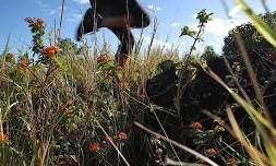 Mardi 29 juin 2010
Visite du site de reconstitution de la forêt semi-sèche de La Grande Chaloupe (Photo Marie Trouvé)