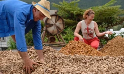 La journée du 2 juillet sera l'occasion de découvrir les savoirs-faire du village de la Plaine des Grègues dont le curcuma (photo DR)