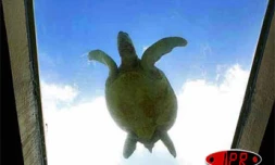 Tortue marine à Kélonia (photo d'archives)
