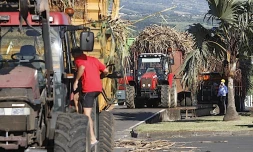 Canne à sucre campagne 2010