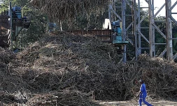 Canne à sucre campagne 2010