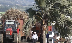 Canne à sucre campagne 2010