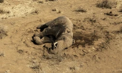 Gengis Khan, jeune éléphant mâle, agonise au sol le 12 août 2026 dans la réserve de  Kitenden B, près du parc d'Amboseli (Kenya), victime d'un mal mystérieux qui tue ses congénères