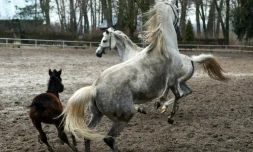 Des chevaux jouent dans le haras polonais de Janow Podlaski, le 3 mars 2016