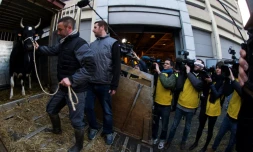 Fine, égérie de la 54ème édition du salon de l'Agriculture, hésite à sortir de son camion le 24 février 2017 à Paris