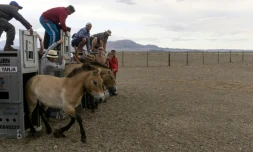 Des chevaux de Przewalski sont relâchés dans la réserve de  Takhin Tal, dans le sud-ouest de la Mongolie, le 20 juin 2018
