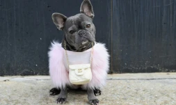 Magnolia, une femelle bouledogue, un sac Chanel autour du cou, à la Fashion Week de New York, le 16 février 2021