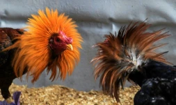 Des coqs de combat à La Havane, le 21 septembre 2020 à Cuba