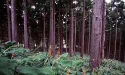 Forêt de cryptomerias