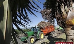 Livraison de cannes à Bois-Rouge (photo d'archives)