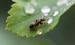 Le parasite d'une espÚce de fourmis ralentit considérablement leur vieillissement, mais c'est sans doute pour faciliter leur ingestion par un oiseau