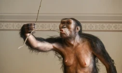 Reconstitution artistique de l'australopithèque Lucy, exposée au musée national de Prague, le 4 février 2025 en République tchèque