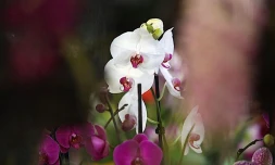 Vendredi 30 Juillet 2010

Salon flore et halle au Port