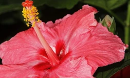 Vendredi 30 Juillet 2010

Salon flore et halle au Port