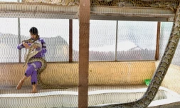 La chasseuse de serpents Shwe Lei tient un serpent au monastère bouddhiste du canton de Mingalardon à Yangon, en Birmanie, le 12 janvier 2023