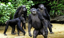 Des chimpanzés à Monrovia, au Liberia, le 29 juin 2015 