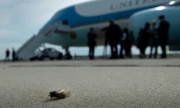 Une cigale sur le tarmac près d'Air Force One sur la base d'Andrews dans le Maryland le 9 juin 2021, avant le départ du président Biden pour l'Europe 
