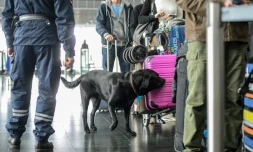 Un douanier patrouille avec Goran, chien renifleur de billets, à l'aéroport de Mulhouse, le 10 octobre 2017