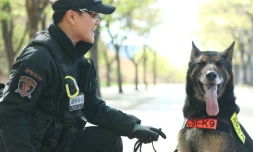 Larry, un chien policer tué par un serpent alors qu'il recherchait un disparu, sur une photo fournie le 29 août 2018 par la police sud-coréenne
