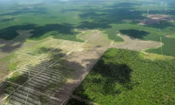 ForĂȘts et plantations de palmiers Ă huile en IndonĂ©sie en 2010