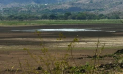 Des coquillages asséchés qui émergent du sol craquelé par le soleil : c'est tout ce qui reste de la lagune d'Atescatempa au Guatemala, autrefois vaste plan d'eau turquoise, victime du changement climatique.