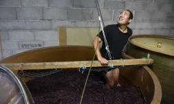 Hirotake Ooka "pige" le raisin de son vignoble ardÚchois, le 26 septembre 2016 à Saint-Péray, prÚs de Valence