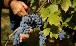 Des raisins du cépage Kallmet, dans les vignobles du village de Bukmire, prÚs de la ville de Rreshen, en Albanie, le 21 septembre 2023