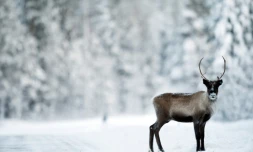 La pierre de Rök, dressée près d'un lac 0au coeur de la Suède méridionale et sur laquelle les Vikings ont gravé le plus long texte runique connu, a été érigée au 9ème siècle pour conjurer une nouvelle crise climatique