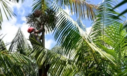 Jose Santos Diogo récolte de l'açai sur un palmier dans une plantation à Abaetetuba, dans le nord du Brésil 