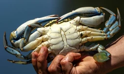 Un crabe bleu (Callinectes sapidus), qui sera analysé, mesuré et pesé au laboratoire de l'Institut méditerranéen d'océanographie (MIO) de Marseille, à Hyères, le 28 mai 2026 dans le Var