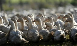 Abattage massif de canards d'élevage dans 150 communes du Sud-Ouest de la France