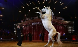 Alexis Gruss lors du gala du 40e Festival International du Cirque de Monte-Carlo Ă Monaco le 19 janvier 2016.