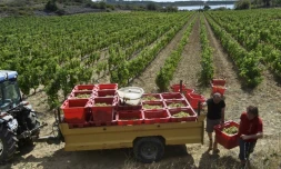 Récolte des raisins de Muscat, à Fitou, dans le sud de la France, le 5 août 2021