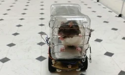 La conduite par des rats de mini-voitures, comme ici le 1er octobre en Virginie, réduit leur stress, affirment des chercheurs