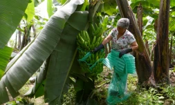 Mireya Carrera, dans sa bananeraie d'El Triunfo, en Equateur, le 31 mars 2022