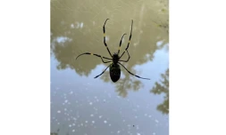 Photo non datée fournie par l'Université de Géorgie d'une araignée Joro, espÚce qui se répand sur la cÎte est des Etats-Unis