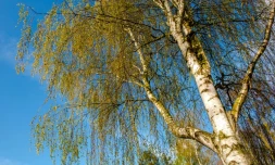 Les pollens de bouleau, très redoutés par les allergiques, font leur apparition en France métropolitaine.