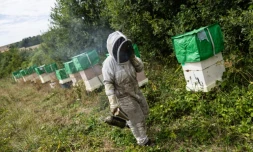 Un apiculteur inspecte des ruches à Bouleuse, dans la Marne, le 6 août 2026