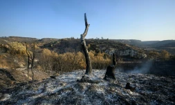 Des terres brûlées après l'incendie près de Fontjoncouse, dans l'Aude, le 8 août 2025