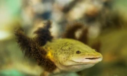 Une salamandre aquatique Ambystoma dumerilii, ou achoque, en captivité dans un aquarium d'un monastère mexicain au lac Patzcuaro, le 22 août 2018