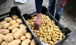 Un employé d'une coopérative agricole contrôle la qualité des pommes de terre fraîchement récoltées, le 26 septembre 2025 à Geer, dans l'est de la Belgique