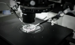 Injection cytoplasmique de sperme au laboratoire de reproduction biologique CECOS de l'hôpital Tenon, le 24 septembre 2019 à Paris