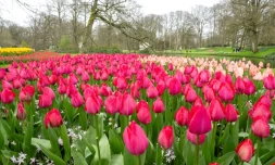 Le jardin de Keukenhof, Ă Lisse, le 21 mars 2024 aux Pays-Bas