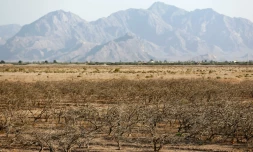 Des pistachiers asséchés près du village fantôme de Sirjan, dans le sud de l'Iran, le 14 août 2016