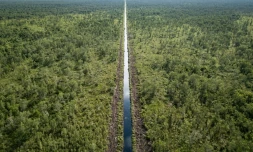 Vue aérienne d'un canal traversant la forêt de tourbières près d'une plantation d'acacias à Lebung Itam, dans le sud de Sumatra, le 11 juin 2025 en Indonésie